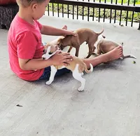 Sevyn, a male Italian Greyhound for sale in Gillham, AR – 2 of 6