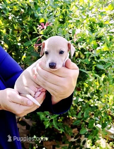 Santiago – Italian Greyhound puppy for sale in Gillham, AR