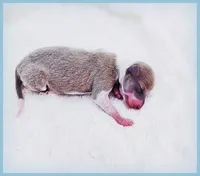 Santiago, a male Italian Greyhound for sale in Gillham, AR – 4 of 6