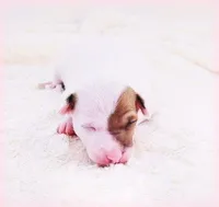 Twiggy, a female Italian Greyhound for sale in Gillham, AR – Photo 2 of 5