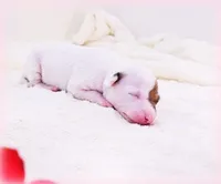 Twiggy, a female Italian Greyhound for sale in Gillham, AR – Photo 5 of 5