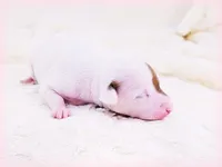 Twiggy, a female Italian Greyhound for sale in Gillham, AR – Photo 4 of 5