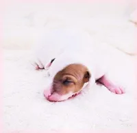 Twiggy, a female Italian Greyhound for sale in Gillham, AR – Photo 3 of 5