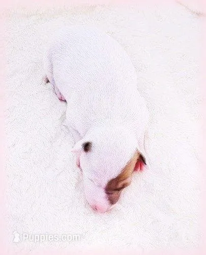 Twiggy – Italian Greyhound puppy for sale in Gillham, AR