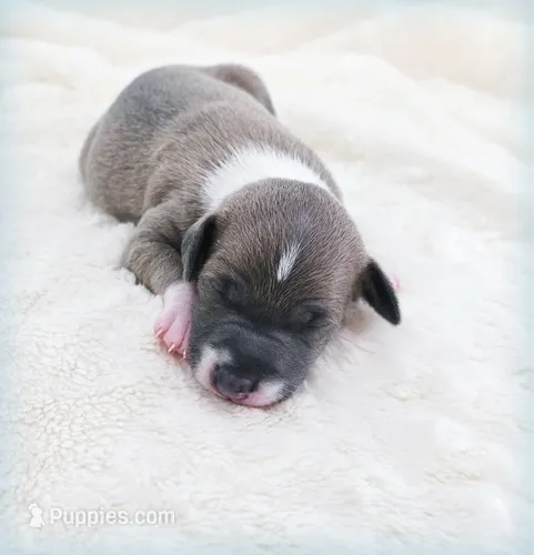 VanZant – Italian Greyhound puppy for sale in Gillham, AR