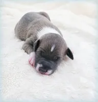 VanZant, a male Italian Greyhound for sale in Gillham, AR – 1 of 6