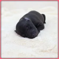 Ava, a female Italian Greyhound for sale in Gillham, AR – 7 of 8