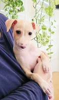 Zara, a female Italian Greyhound for sale in Gillham, AR – 3 of 10