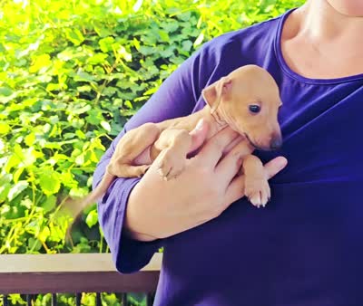 DACARI, a male Italian Greyhound for sale in Gillham, AR – 6 of 7