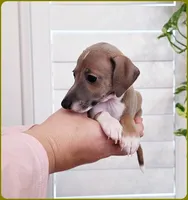 VanZant, a male Italian Greyhound for sale in Gillham, AR – 4 of 10