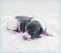 Skynyrd, a male Italian Greyhound for sale in Gillham, AR – 6 of 6