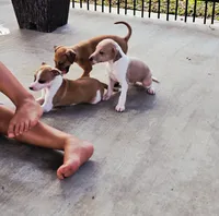 Sevyn, a male Italian Greyhound for sale in Gillham, AR – 4 of 6