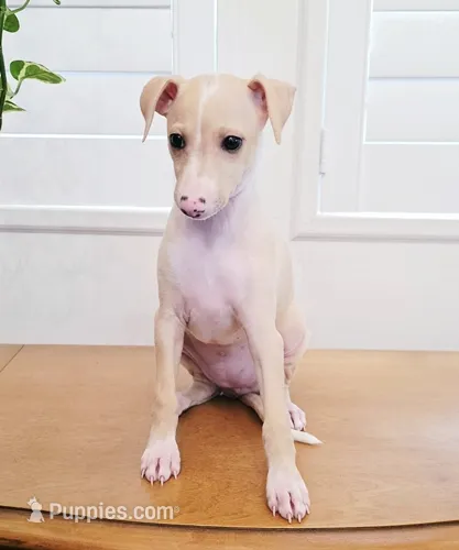 Zara – Italian Greyhound puppy for sale in Gillham, AR