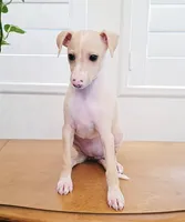 Zara, a female Italian Greyhound for sale in Gillham, AR – 1 of 10