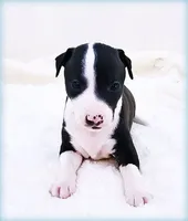 processed/0898d5a9-441f-4e3e-89f5-80d4ab8ecbd7/listing/38292f94-c627-4665-8afe-b83f780e6020/3c48be1b-74bb-47ca-8b48-a4f407b55a21