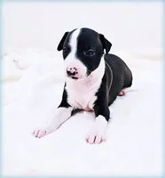 processed/0898d5a9-441f-4e3e-89f5-80d4ab8ecbd7/listing/38292f94-c627-4665-8afe-b83f780e6020/45eaef2c-d481-43f7-99be-553aa18c0cec