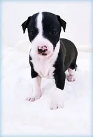 processed/0898d5a9-441f-4e3e-89f5-80d4ab8ecbd7/listing/38292f94-c627-4665-8afe-b83f780e6020/b20904ed-2ce9-4357-a176-7bf904f93ccc