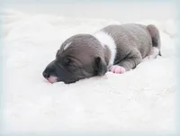 VanZant, a male Italian Greyhound for sale in Gillham, AR – 4 of 6