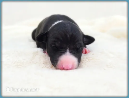 Roman – Italian Greyhound puppy for sale in Gillham, AR