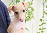 Zara, a female Italian Greyhound for sale in Gillham, AR – 6 of 10