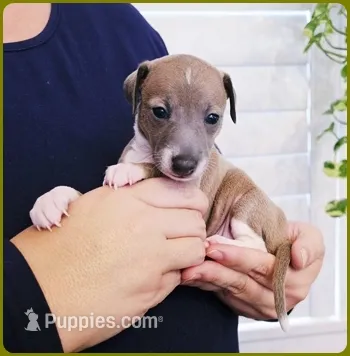 VanZant – Italian Greyhound puppy for sale in Gillham, AR