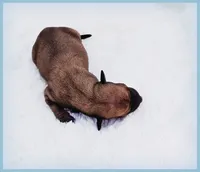 Sebastian, a male Italian Greyhound for sale in Gillham, AR – 3 of 6