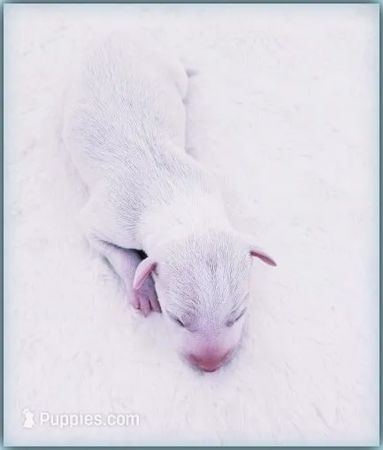 Diorin – Italian Greyhound puppy for sale in Gillham, AR