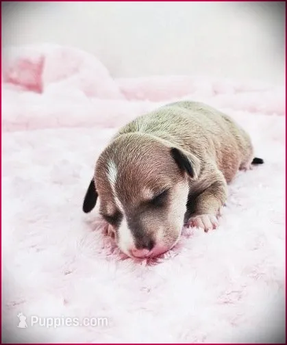 Zinnia – Italian Greyhound puppy for sale in Gillham, AR
