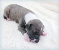 VanZant, a male Italian Greyhound for sale in Gillham, AR – 6 of 6