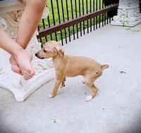 Petite! Tanner, a male Italian Greyhound for sale in Gillham, AR – 4 of 9