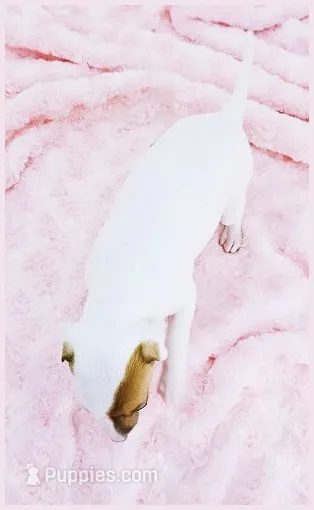 Twiggy – Italian Greyhound puppy for sale in Gillham, AR