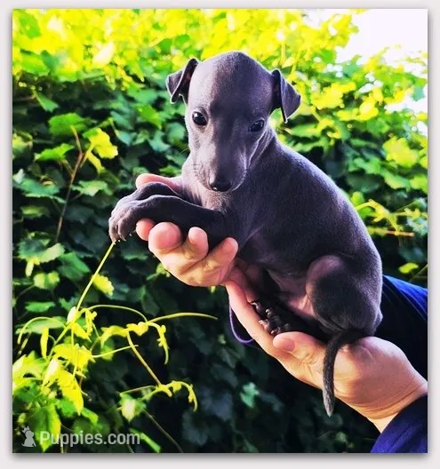 DILLY – Italian Greyhound puppy for sale in Gillham, AR