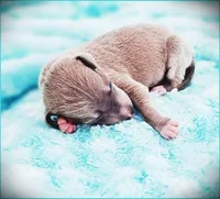 Zayne, a male Italian Greyhound for sale in Gillham, AR – 1 of 4