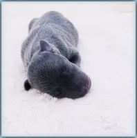 DARROW, a male Italian Greyhound for sale in Gillham, AR – 1 of 3