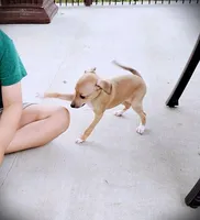 Petite! Tanner, a male Italian Greyhound for sale in Gillham, AR – 8 of 9