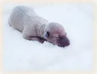 Calabrese, a male Italian Greyhound for sale in Gillham, AR – Photo 2 of 6