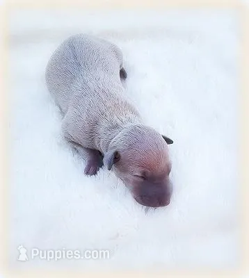 Calabrese – Italian Greyhound puppy for sale in Gillham, AR