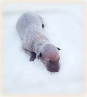 Calabrese, a male Italian Greyhound for sale in Gillham, AR – Photo 1 of 6