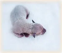 Calabrese, a male Italian Greyhound for sale in Gillham, AR – Photo 5 of 6