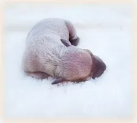 Calabrese, a male Italian Greyhound for sale in Gillham, AR – Photo 4 of 6