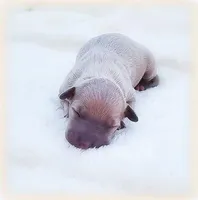 Calabrese, a male Italian Greyhound for sale in Gillham, AR – Photo 3 of 6