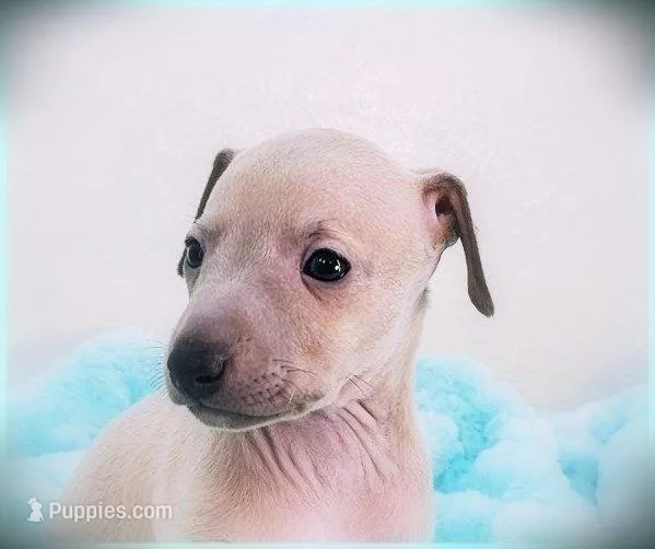 Calabrese – Italian Greyhound puppy for sale in Gillham, AR