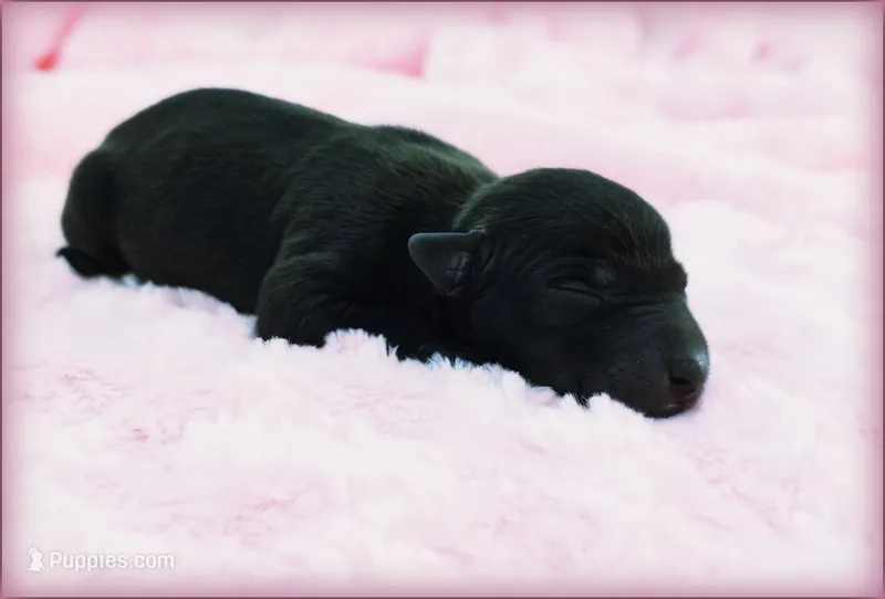DAHLIA – Italian Greyhound puppy for sale in Gillham, AR