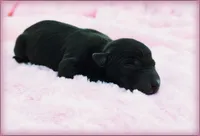 DAHLIA, a female Italian Greyhound for sale in Gillham, AR – 1 of 3