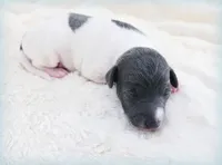 Lynyrd, a male Italian Greyhound for sale in Gillham, AR – 6 of 6