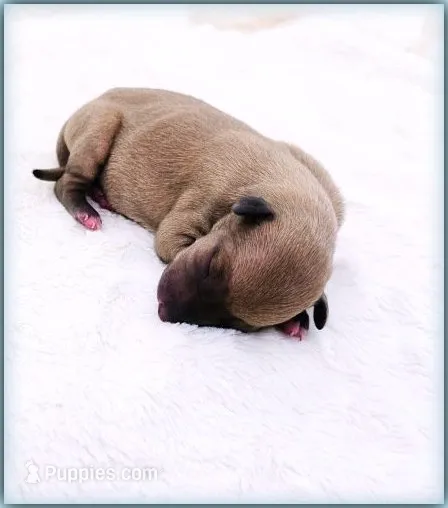 DACARI – Italian Greyhound puppy for sale in Gillham, AR