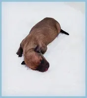 Sebastian, a male Italian Greyhound for sale in Gillham, AR – 5 of 6