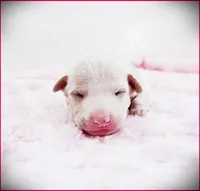 Zaylee, a female Italian Greyhound for sale in Gillham, AR – 2 of 4