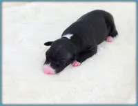 Roman, a male Italian Greyhound for sale in Gillham, AR – 8 of 8