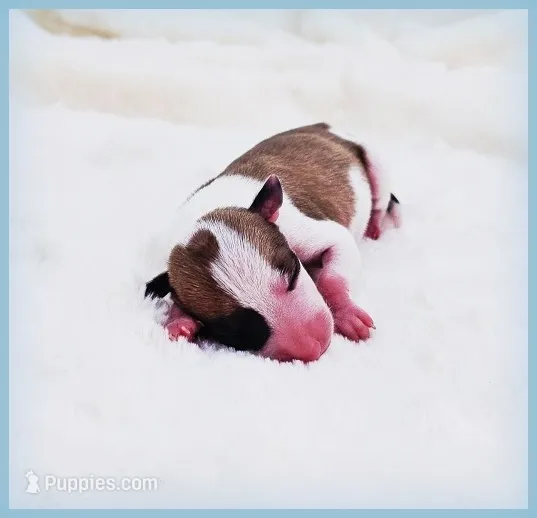 PETITE Sevyn – Italian Greyhound puppy for sale in Gillham, AR